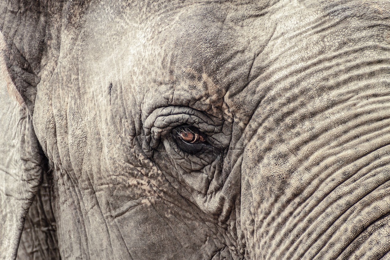 Elephant In Room That Needs To Be >> Taming The Elephant In The Room The Right Way To Talk About Elephant In Room That Needs To Be >> Taming The Elephant In The Room The Right Way To Talk About