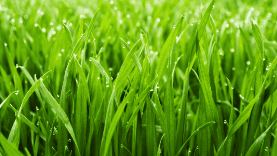 The Grass Is Still Growing | The Planning Center